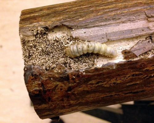 woodworm, furniture bug, ahşapkurdu, tahtakurdu, mobilya böceği, ilaçlama